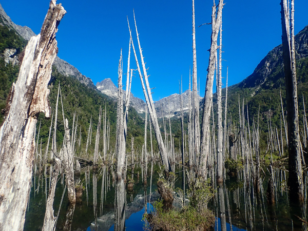 Laguna árboles hundidos